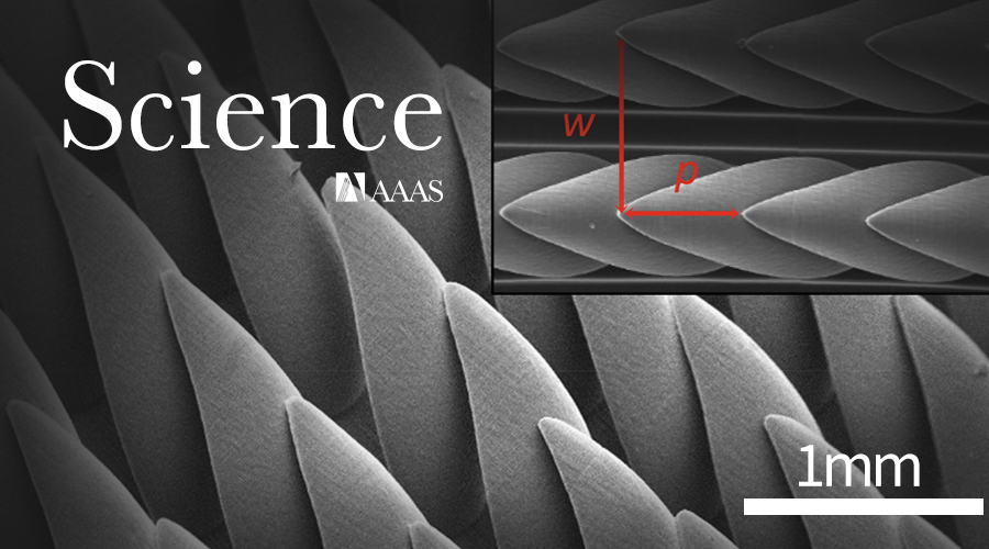 Science：仿南洋杉3D毛細鋸齒結構表面流體自主擇向