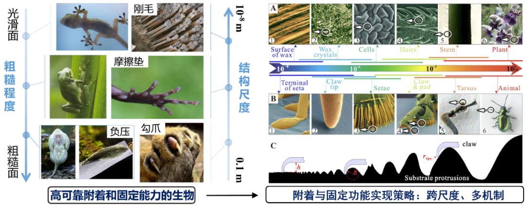 南航姬科舉課題組：兼具排汗透氣與黏附的仿生健康監測電極