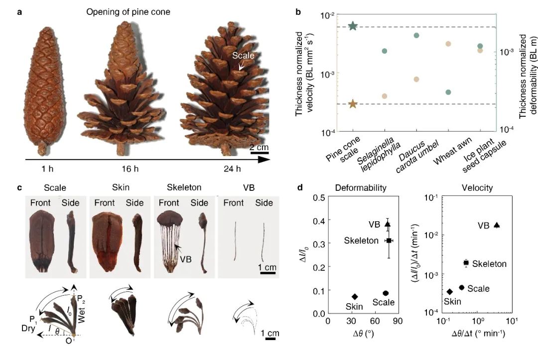 中科院理化所王樹濤教授團隊/北航劉歡教授團隊Nature Materials：仿松塔超慢運動