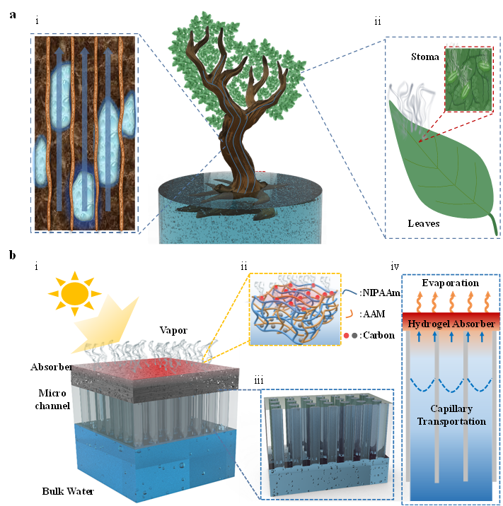湖南大學王兆龍課題組：3D打印仿生太陽能蒸發器