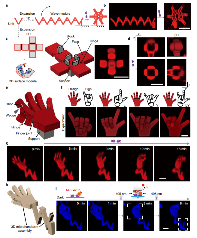 3D打印蛋白質機器人分子馬達