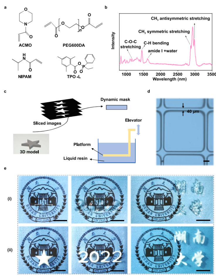 基于PμSL高精度3D打印技術制備的水凝膠圖案