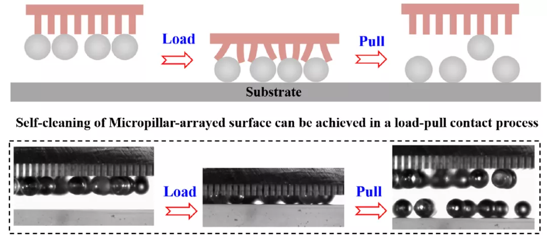 微柱功能表面在Load-Pull接觸過程下的自清潔性能